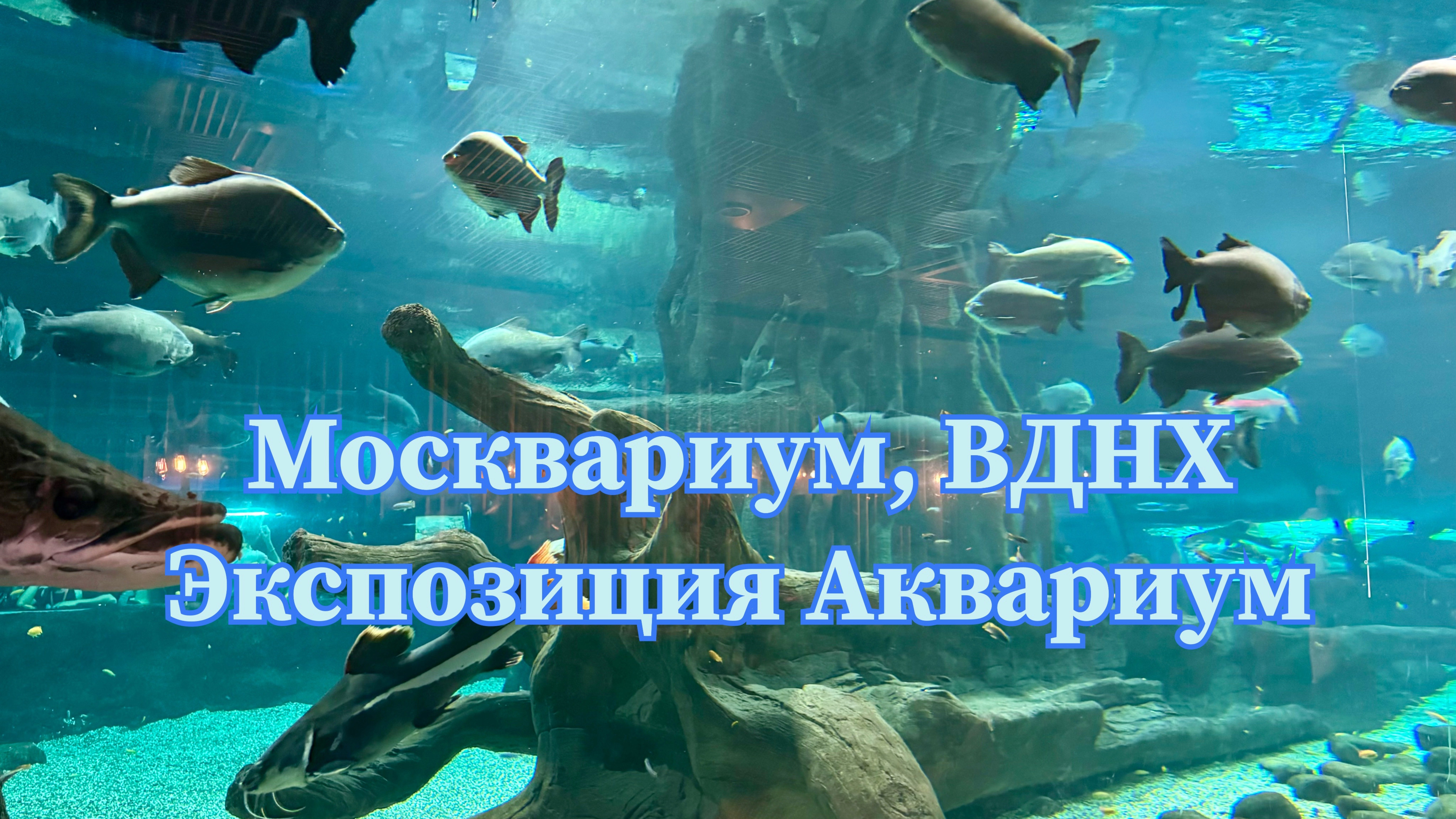 Москвариум на ВДНХ, экспозиция Аквариум.