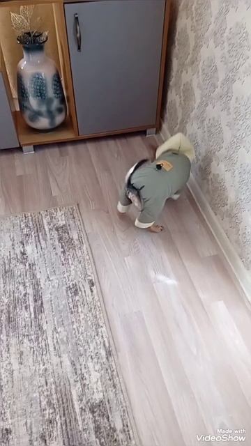 Снимите это немедленно!#домашниепитомцы