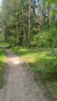 Прогулки по лесу