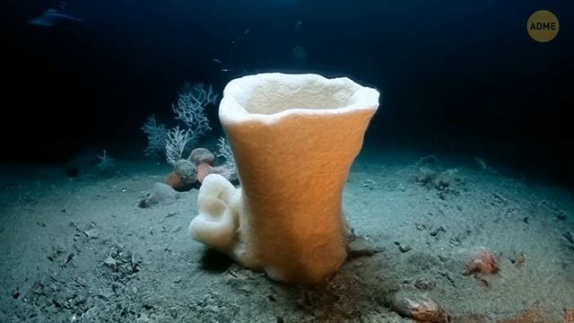 Исследователи обнаружили огромный подводный город недалеко от Кубы