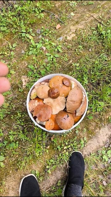 Сколько грибов я насобирал 27 августа 2025 г