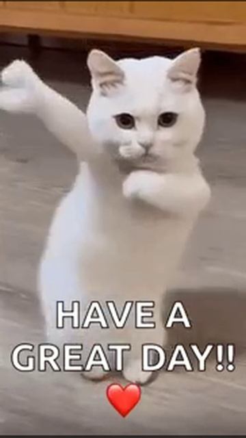 крутой кот?