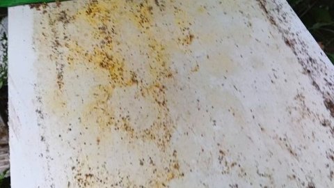 27.08.25. Результат вчерашней обработки пчел!!! Бомбануло!!!