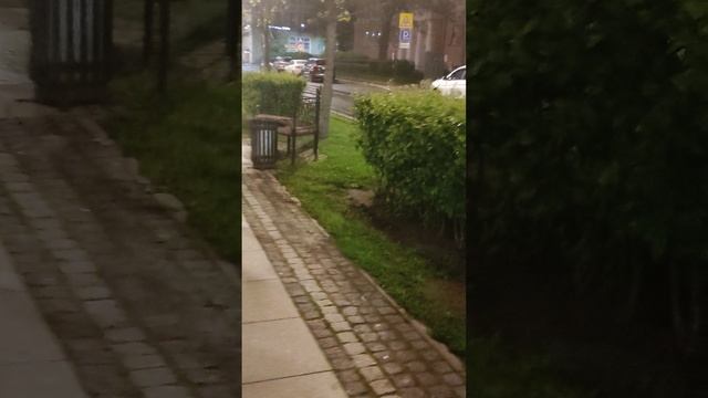 Ночной триллер. Тощий котик... бывшедомашний... Ищет дом! Петербург