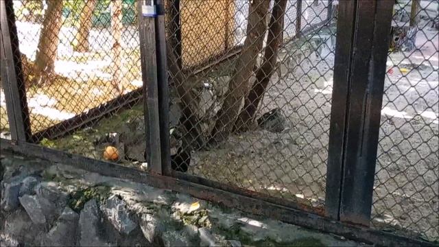 Птенец абиссинского рогатого ворона играет с игрушкой 26.08.2025