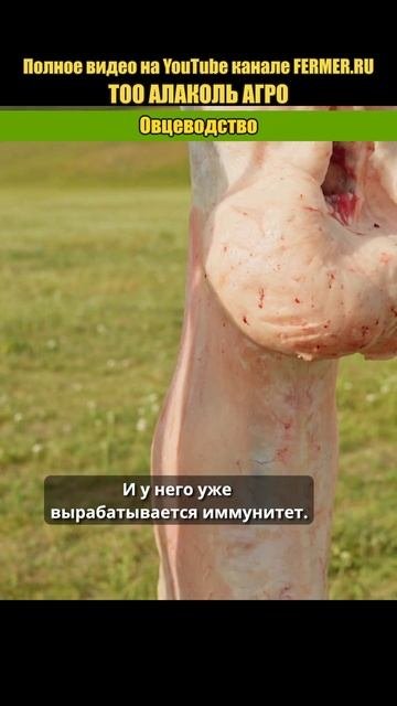 Курдюк это золото! Курдюк в медицине и кулинарии #shorts #казахстан #курдюк