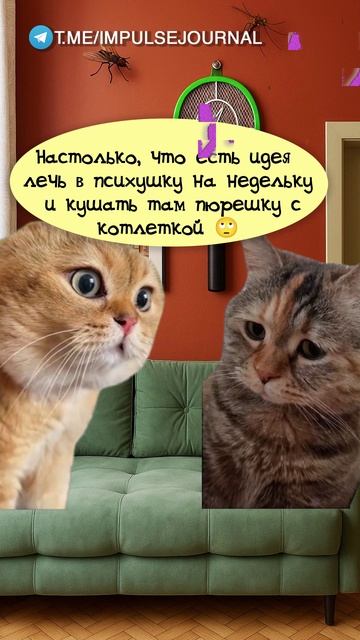 Хорошая идея Мяукаем в телеграм Импульс Журнал  impulsejournal  пустьговорят коты