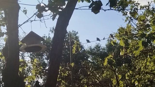 кормим птиц на даче