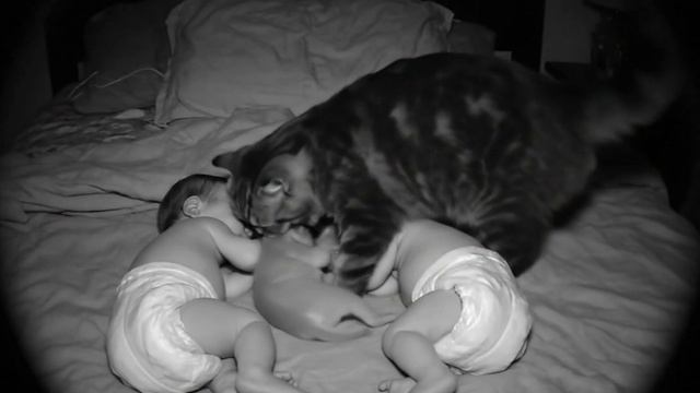 Кошка и малыши. Кошка принесла котенка спать вместе с малышами. Видео про кошек смотреть