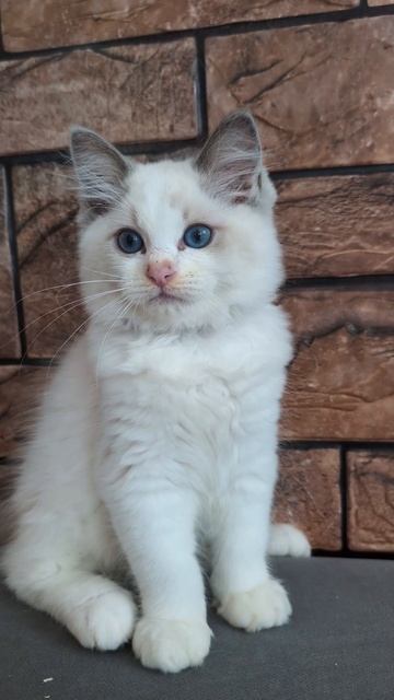 Мальчик рэгдолл.