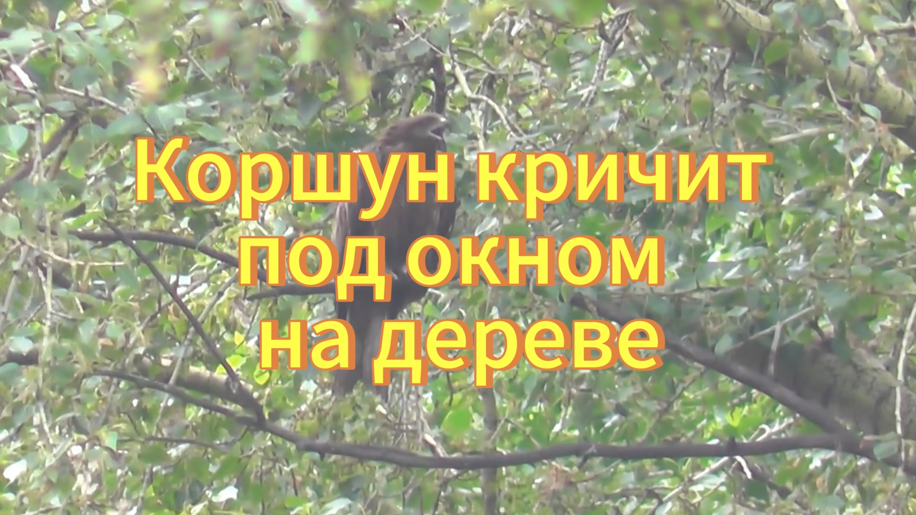 Коршун сел на дерево возле моего окна. Коршун. Птицы Новосибирской области. Бёрдвотчинг.