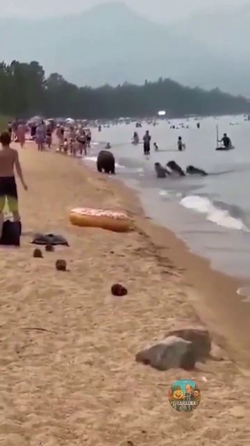 Пляж на Байкале — Люди и медведи купаются вместе
