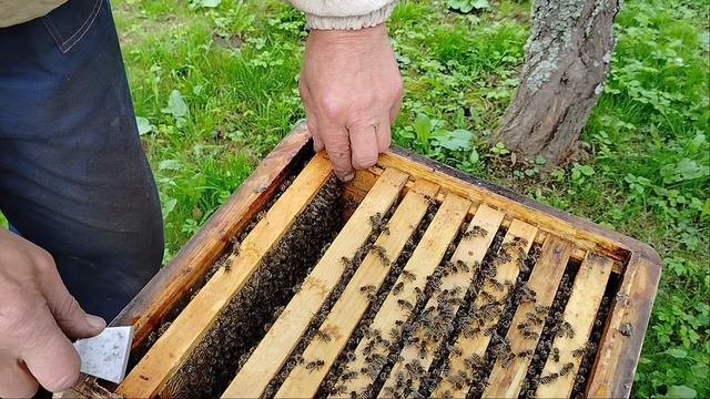 1000012696.mp4Пасека.27 августа 2025 года.Расплод на конец августа.