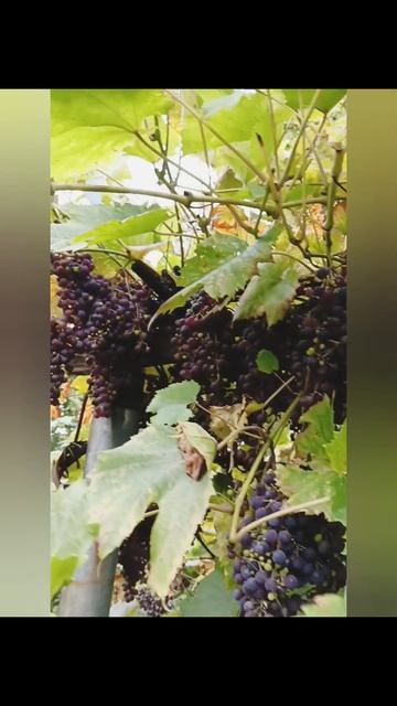 Виноград в Подмосковье 🍇