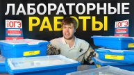 Лабораторные Работы