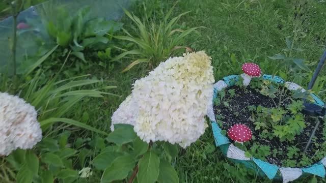 Цветы цветут.