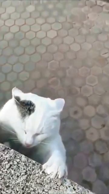 ☀️Нетрудно быть человеком, правда? #питомец #человек #поступок