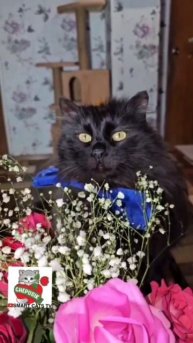 Поэты не рождаются случайно 😇🌞❤️🌹🐈⬛