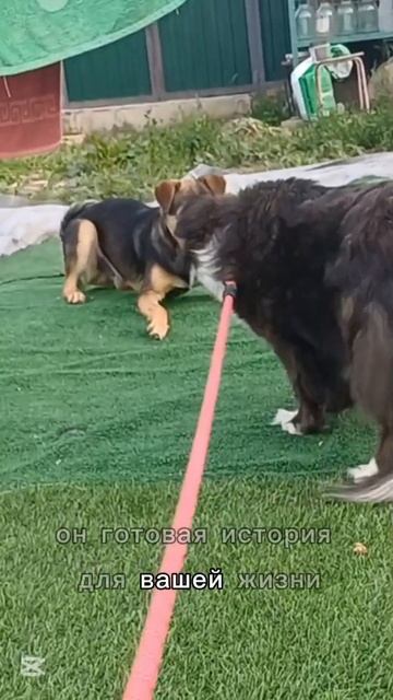 Оскар ищет дом.  Всё контакты в тг СчастьеДаромСК