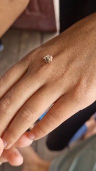 Личинка златоглазки