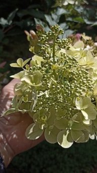 Гортензия Дегудо (Перле де Отум) = Жемчужина Осени 28.08.25