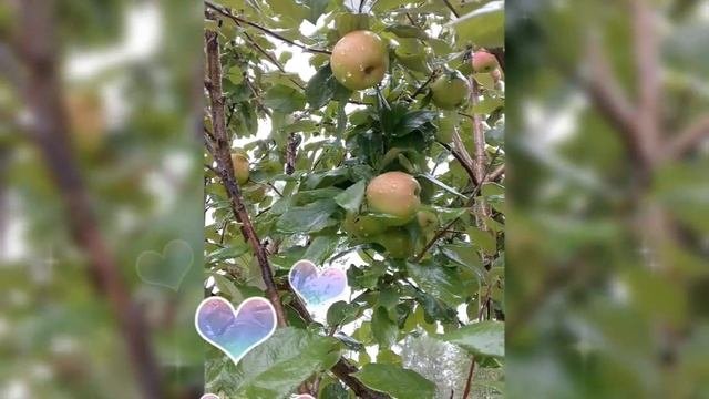 🍎 ЯБЛОНЯ СОРТ КРАСНО - КОРИЧНЕВОЕ 🍎 28 АВГУСТА 2025 г.🍎