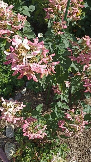 Гортензия Стар Роуз 25.08.25