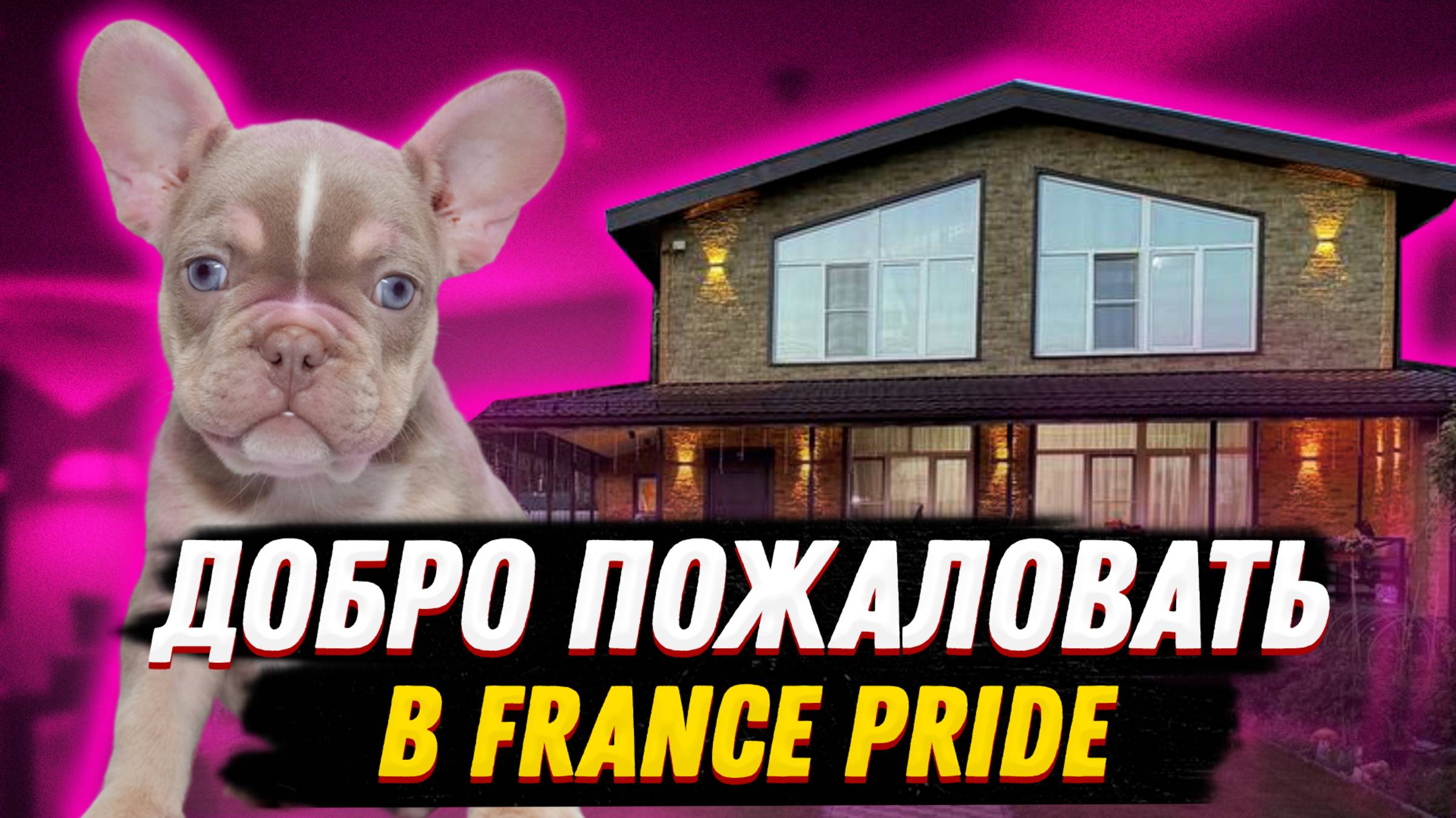 Добро пожаловать в FRANCE PRIDE | Видео о питомнике французских бульдогов ФРЭНЧ ПРАЙД