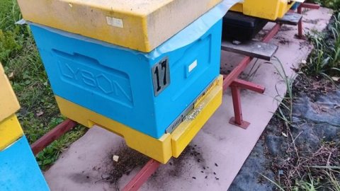 28.08.25. Вторые сутки после обработки пчёл дымом! клещ сыпется!!!