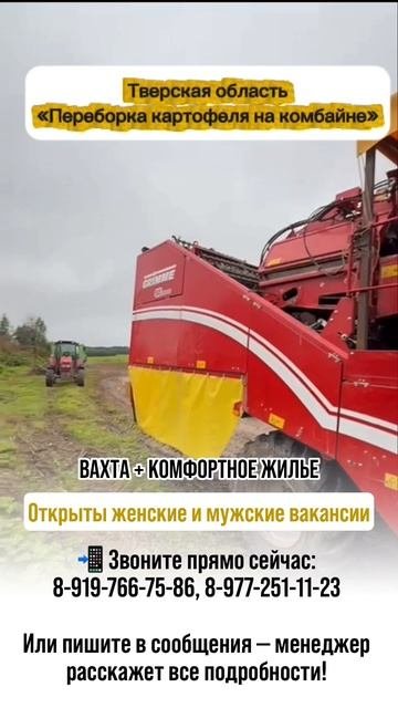 🚜 Работа вахтой на переборке картофеля 🥔Ищешь сезонную подработку? Отличный вариант