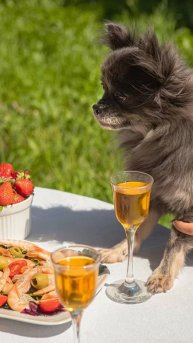 Что происходит с питомцем, почему он ведёт себя иначе, и как реально помочь — не наугад