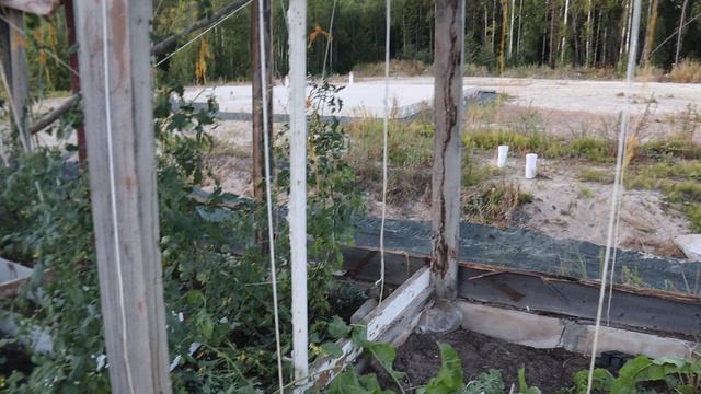 Частично разобрал тепличку, сделанную отцом и комментирую. Четверг, 21 августа 2025