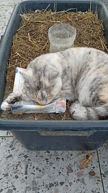 Какое счастье: ешь, да спи. #котики