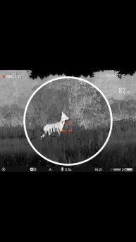 Охота на самца косули. Трофейный козлик