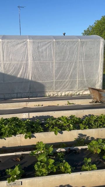 18 мая. Грядки и маленькая новая теплица