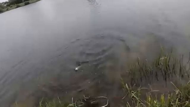 Рыбалка, форель.