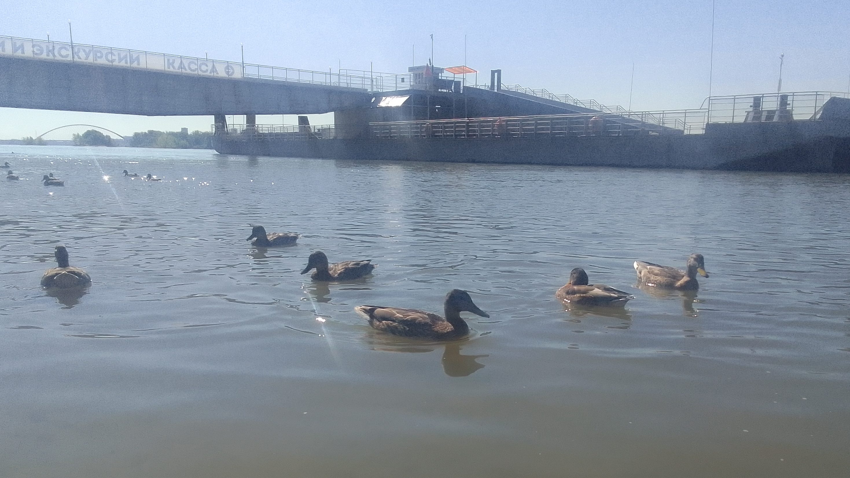 Последние дни лета радуют нас/ Михайловская Набережная/ Берег реки Обь 28.08.2025🦋🦟🐞🌷🌻🌞