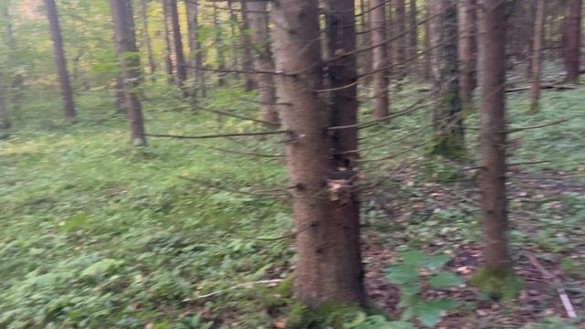 🥰 Лесная прогулка 🥰🥰🥰