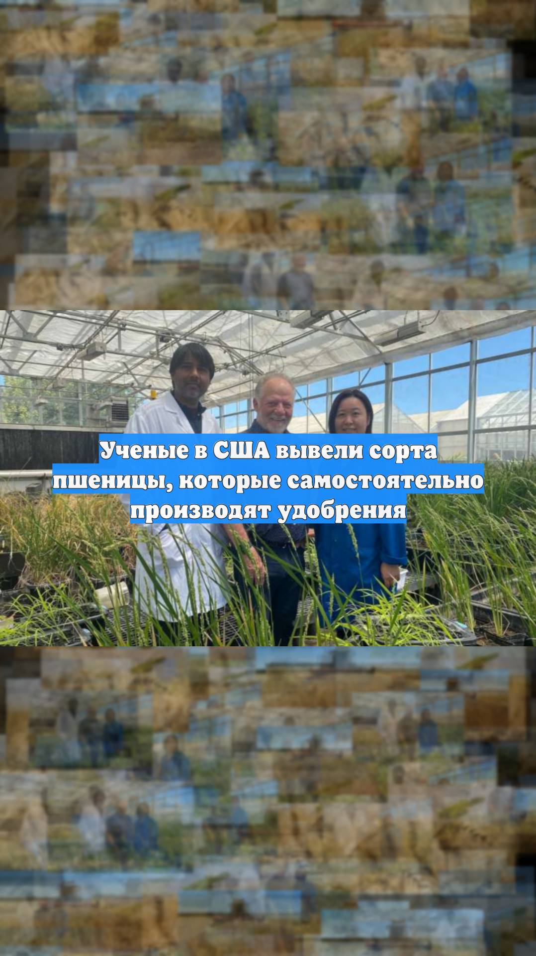 Ученые в США вывели сорта пшеницы, которые самостоятельно производят удобрения