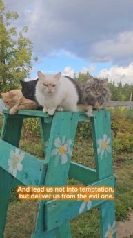 Ребята зажгли в Небе ещё одну радугу и помолились Богу 😇🌞🌈💓🙏🐈🐈🐈🐈⬛ Our Father in heaven