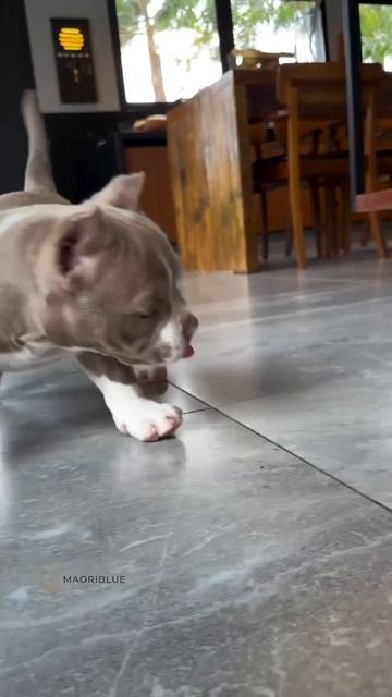 Интересная игрушка