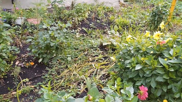 29-08-2025  Золотые шары после дождя