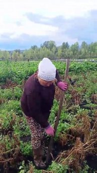 Бәрәңге ваҡыты, настало время копать!