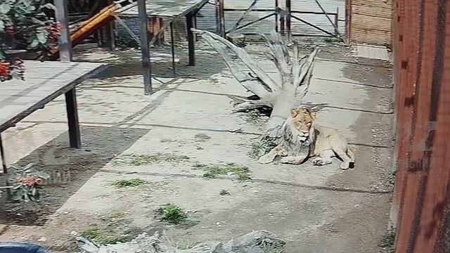 Шерхан  героически боролся с ленью 28 августа в Минском зоопарке.