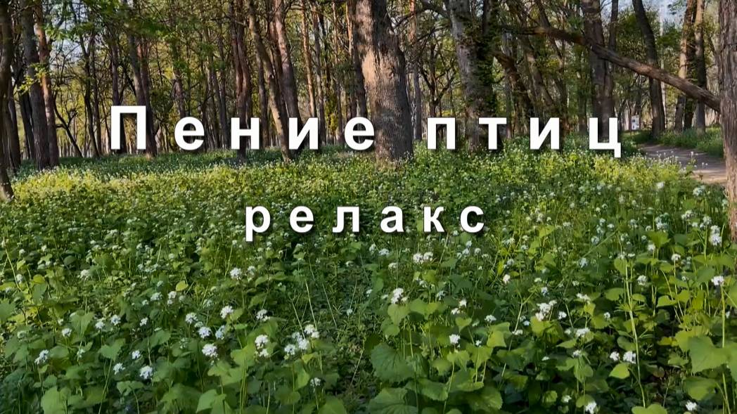 Пение птиц релакс. Весенний лес звуки природы