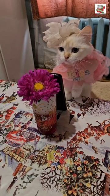 Для Пикселюши Настюня Самая Красивая 🌞😻💓🌹😽