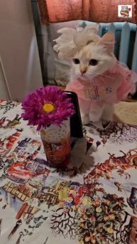 Для Пикселюши Настюня Самая Красивая 🌞😻💓🌹😽