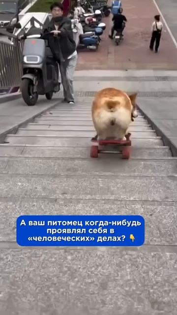 Когда на самом деле ты человек в теле собаки и устал прятать свои навыки скейтбордиста