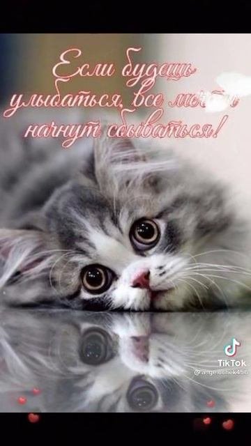 котики и их пожелания