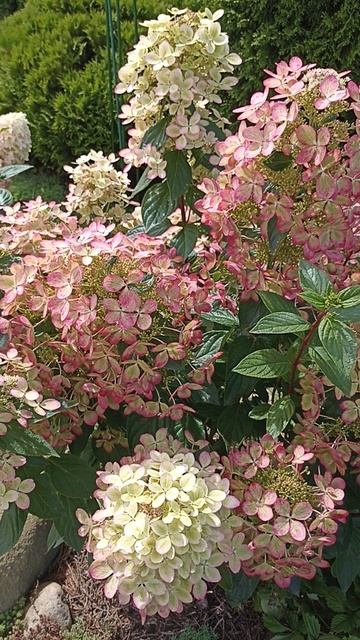 Гортензия Пастель Грин